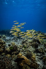 School of yellowfin goatfish swimming over healthy coral reef in ocean. © PIPE DIVE UNDERWATER