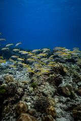 School of yellowfin goatfish swimming over healthy coral reef in ocean. © PIPE DIVE UNDERWATER