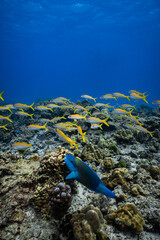 School of yellowfin goatfish swimming over healthy coral reef in ocean. © PIPE DIVE UNDERWATER