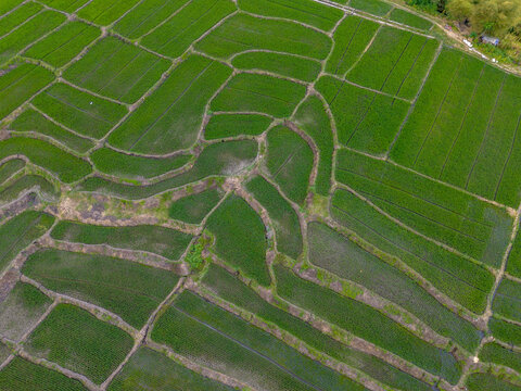 Aerial view of vibrant green rice terraces with intricate patterns and earth embankments in rural Indonesia.
