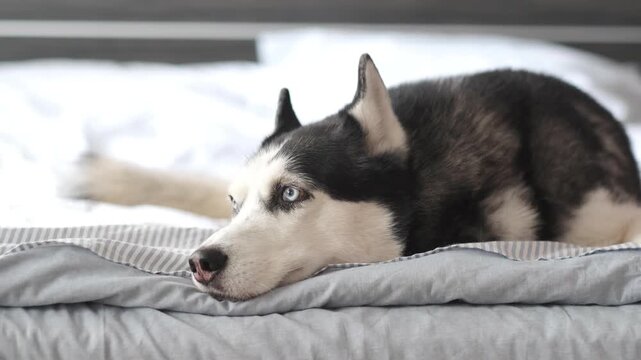 Pet insurance and dog health care ad, calm siberian husky lying on grey blanket on bed at home. Healthy pet concept for vet clinic, husky lies with head down and looks aside