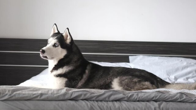 Relaxation and slow weekend at home, siberian husky lying on white bed with dark headboard. Rest and calm concept for hotel ads, husky lies and looks aside then back