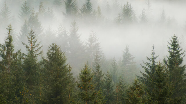 Early morning mist hanging over a pine forest near Bridge of Orchy in Scotland