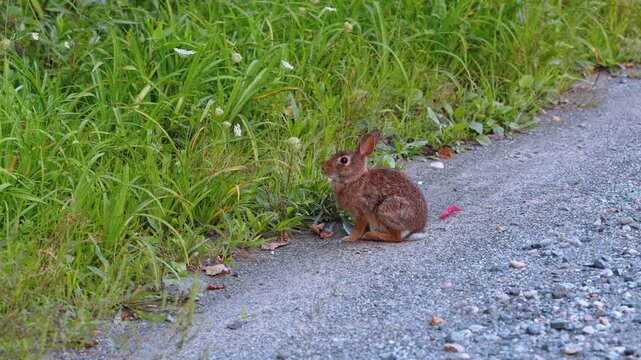 A rabbit faces tall grass beside a gravel verge. Brown fur and upright ears contrast with green blades, while gray stones spread across the lower right foreground.