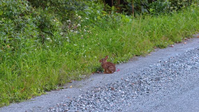 A rabbit sits beside tall grass at the edge of a gravel road. A brown animal occupies the middle distance between gray stones and dense green plants along a diagonal verge.