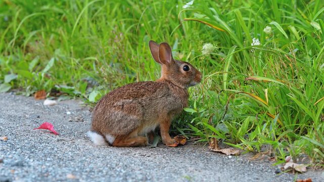 A rabbit faces the roadside grass with its tail visible. Upright ears rise above brown fur and a white rump beside green stems, gray gravel and scattered leaves.