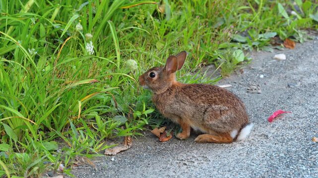 A rabbit sits in profile beside roadside plants. Brown fur, dark eyes and a white tail appear against green blades above gray grit and scattered leaves.