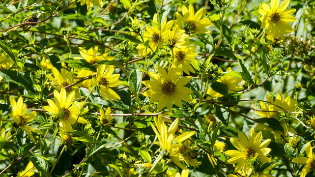 (Helianthus microcephalus) Woodland sunflowers 'Lemon Queen'.  Abu with ndant flowering in simple flower heads with  pale lemon-yellow ray florets around yellow prominent center on arching stems
