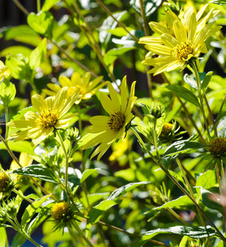 Helianthus microcephalus 'Lemon Queen' - Hybrid Helianthus or Woodland sunflowers with pale yellow flowers daisy-like and lemon-yellow center borne on slender stems