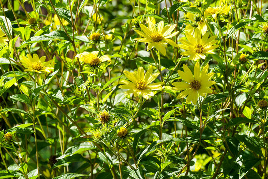 Clump of Woodland sunflowers, cultivar "lemon Queen' (Helianthus microcephalus) Delicate golden yellow daisies-like flowers with darker center atop upright and robust reddish stems 