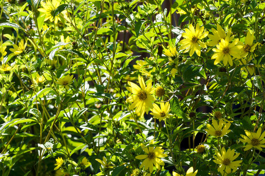  (Helianthus microcephalus) Numerous Woodland sunflowers  'Lemon Queen', composed of yellow flower heads with dark central discs at the top of upright stems bearing dark green narrow foliage
