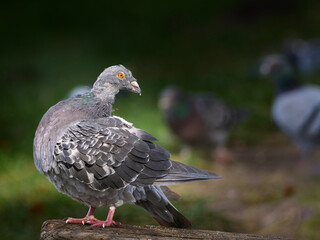 Profile portrait of a rock dove (Columba livia) or feral pigeon sitting on wood, showing new pin feathers on its neck and head during the seasonal moulting process. Natural soft blurred background. © Waldek Pietrzak