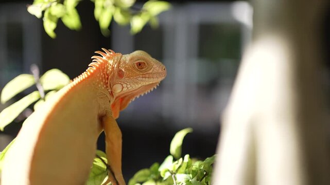 Yellow iguana on the green tree