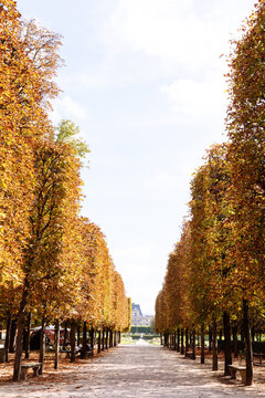 Park in France with trees lining walkway