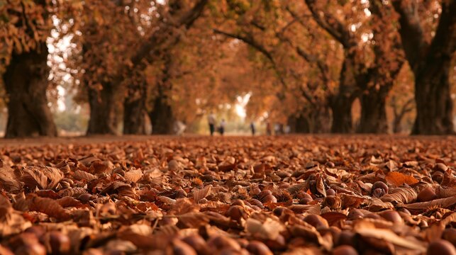 A low ground-level perspective follows a trail of chestnuts scattered beneath towering orchard trees, with copper leaves forming a textured carpet and distant workers appearing softly out of focus