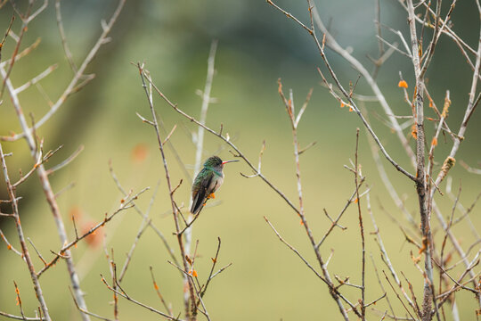 Hummingbird perching on bare branches in nature