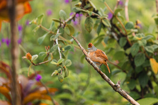 A Barred Antshrike perched on a branch in nature.