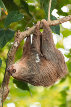 Two-toed sloth hanging upside down in rainforest tree