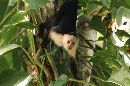 White-headed capuchin monkey hanging from rainforest tree