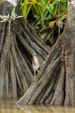 Green heron perching on mangrove roots in wetland