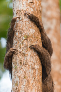 Sloth climbing tree trunk with sharp claws