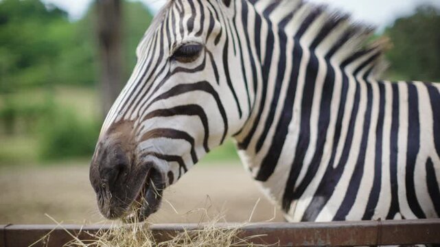 Zebra eating hay in the zafari zoo