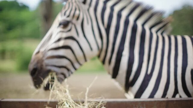 Zebra eating hay in the zafari zoo