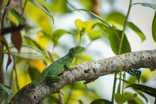 Green basilisk lizard resting on tree branch