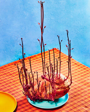 Sprouted Sweet Potato