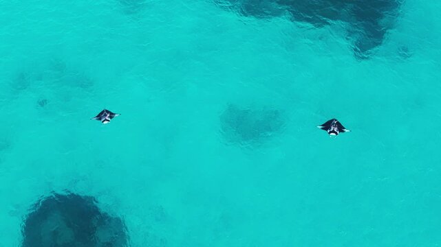 Aerial view of two manta rays swimming gracefully in the clear turquoise waters of the Indian Ocean near Vashafaru, Haa Alif Atoll, Maldives.