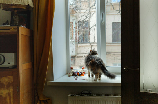 Fluffy gray cat standing on a windowsill