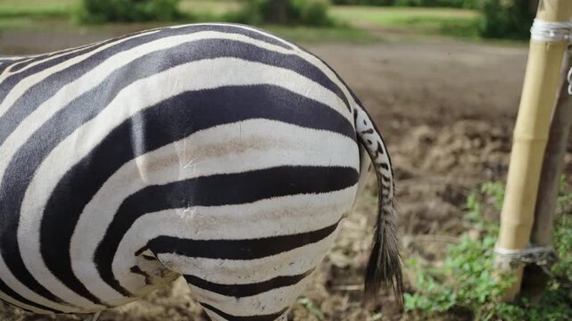 Moving tail of zebra on bottom