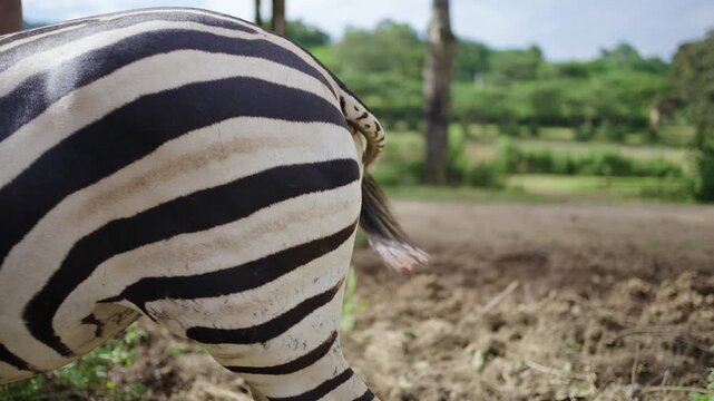 Moving tail of zebra on bottom