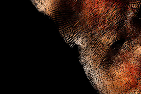 Abstract Flowing Lines and Negative Space