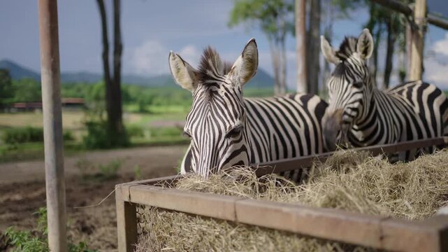 Zebra eating hay in the zafari zoo
