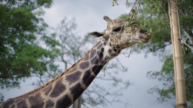 Giraffe eating green leaf on the top of the tree