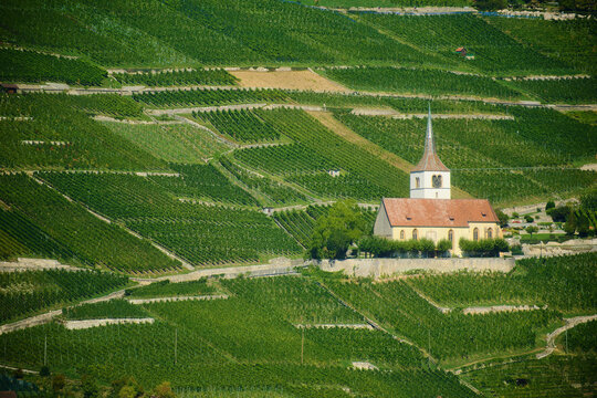 Historic Reformed Church of Ligerz standing among steep terraced vineyards above Lake Biel in Switzerland.