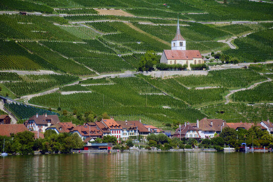 Historic Reformed Church of Ligerz standing among steep terraced vineyards above Lake Biel in Switzerland.
