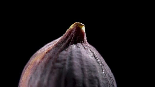 Extreme close-up of the stem end of a purple fig slowly rotating against a black background, with fine ridges and moisture on its skin.