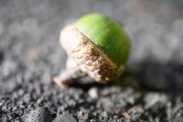 acorn on a green background, fall backgrounds, bokeh backdrop © Stock fresh 