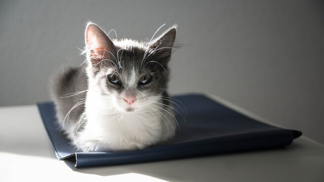 Chat grec