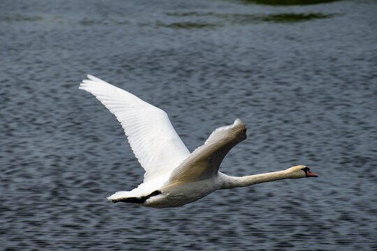 Mute Swan (Cygnus olor) Flying Low Over Water