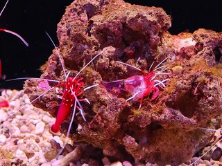coral reef with shrimps © TiAn