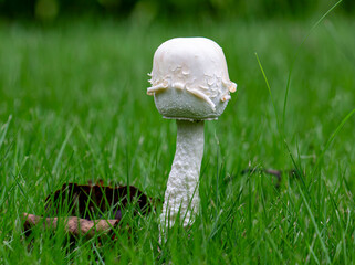 mushroom in the grass © TiAn