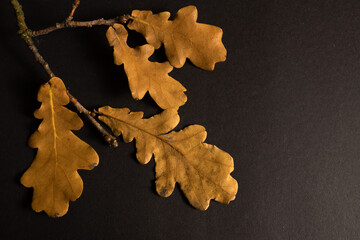 Top view of a branch with dry golden brown oak leaves on a black background. Natural autumn composition with detailed foliage and copy space. © Е С
