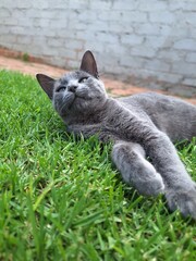cat on the grass © Eric