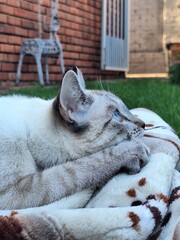 cat laying on blanket © Eric