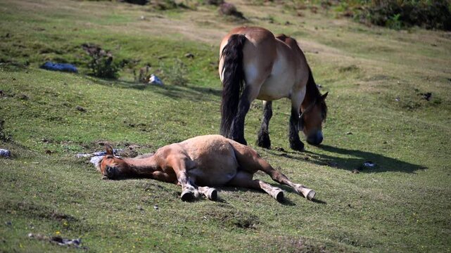 Wild Pottoka horses grazing near limestone ridges of Mount Anboto in Urkiola Natural Park, Basque Country, Spain