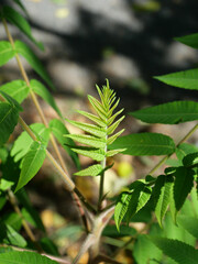 Young shoot of staghorn sumac, Rhus typhina, with light green pinnate leaves in sunlight. Serrated leaflets and densely hairy young shoots show characteristic features of this deciduous shrub. © Frank