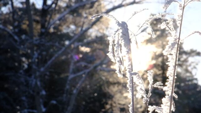 Breathtaking winter scene in the forest, magical winter wonderland. Ethereal morning, frozen landscape, sparkling snowflakes like fairy tale. The calm, crystalline atmosphere, idyllic northern winter